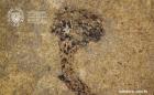 Záznam nejstarších suchozemských rostlin v Českém masivu (úvaha o jejich paleobiotopech)